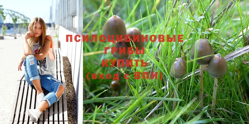 Псилоцибиновые грибы Psilocybine cubensis  продажа наркотиков  Ладушкин 